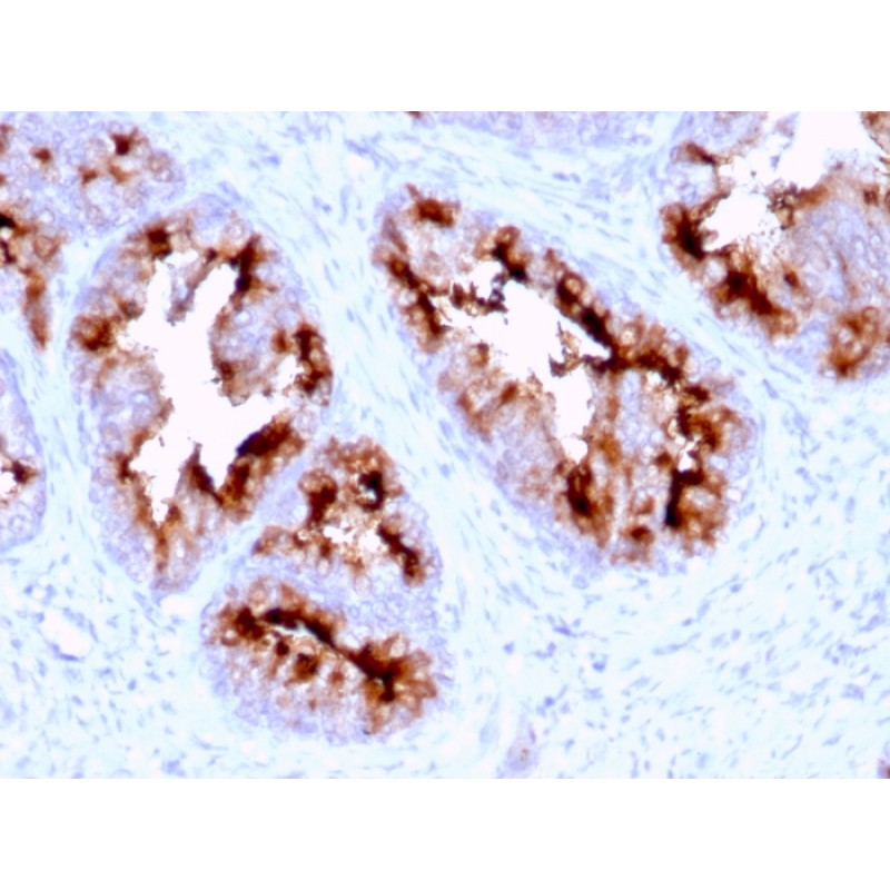 FOLH1 / PSMA (Prostate Epithelial Marker)(FOLH1/2363), CF405S conjugate, 0.1mg/mL