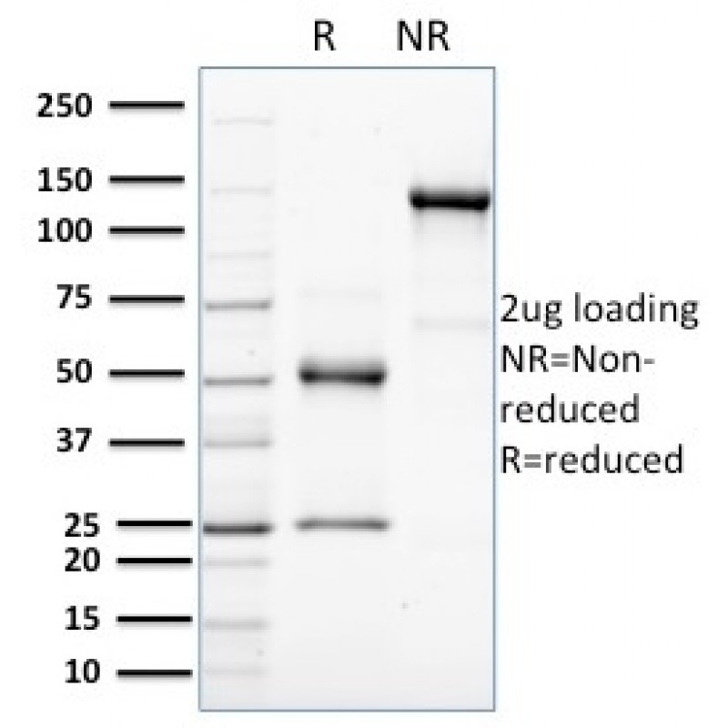 HER-4 / ERBB4(HFR-1), CF405S conjugate, 0.1mg/mL