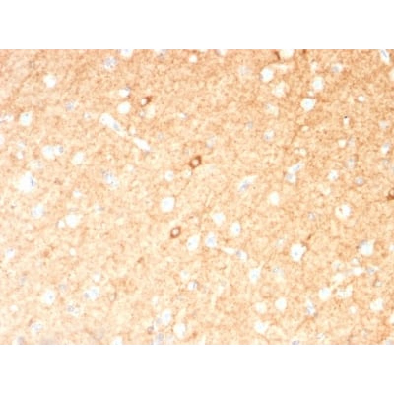 GAD1 / GAD67 (GABAergic Neuronal Marker) (GAD1/2391), CF405S conjugate, 0.1mg/mL
