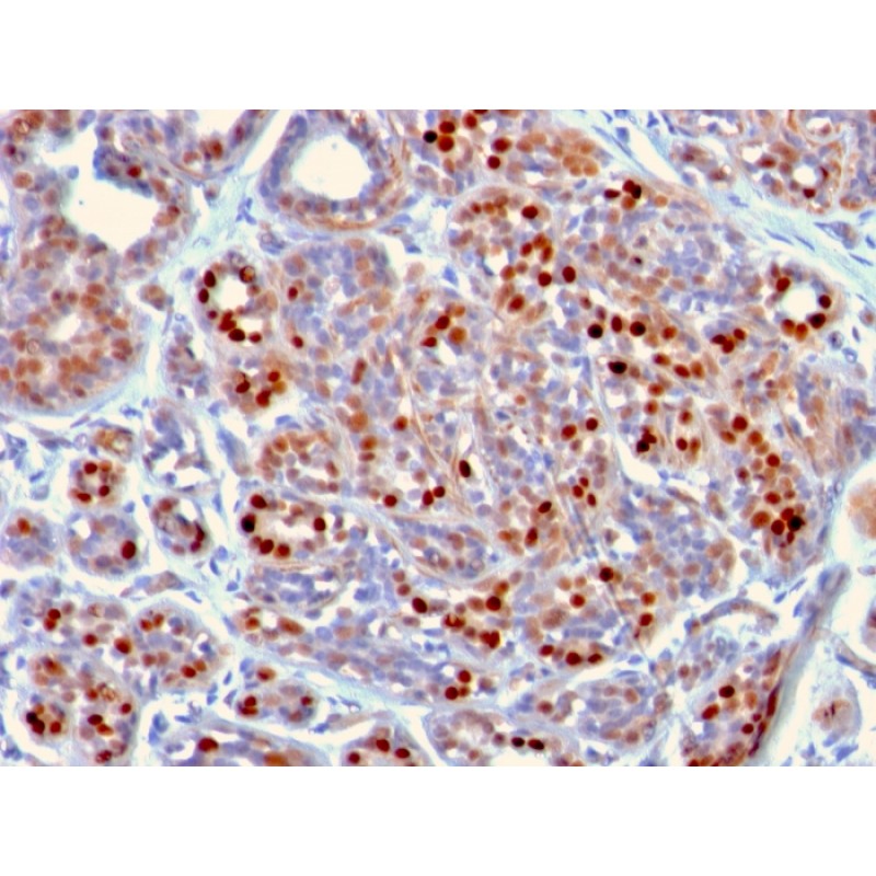 GATA-3 (Breast and Urothelial Marker)(GATA3/2442), CF405S conjugate, 0.1mg/mL