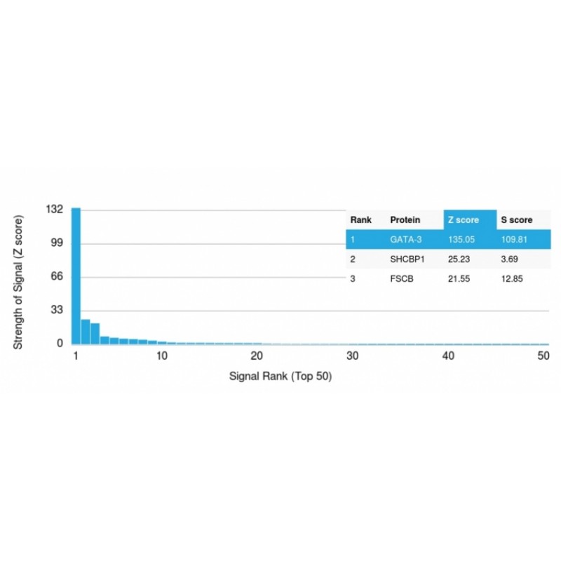 GATA-3 (Breast and Urothelial Marker)(GATA3/2445), CF405S conjugate, 0.1mg/mL