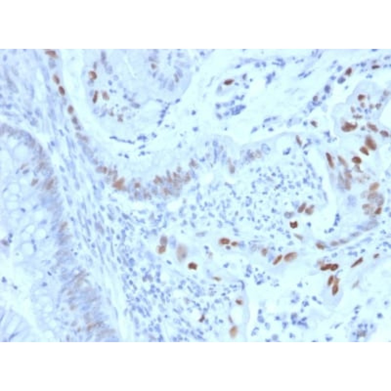 Cyclin E (G1/S-Phase Cyclin) (CCNE1/2460), CF405S conjugate, 0.1mg/mL