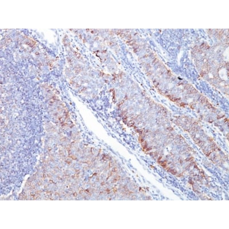 GLUT-1 (Tumor Progression and Mesothelioma Marker) (GLUT1/2476), CF405S conjugate, 0.1mg/mL