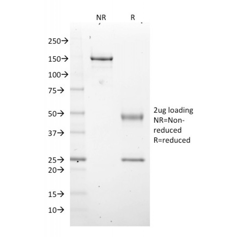 EZH2 / KMT6(EZH2/2536), CF405S conjugate, 0.1mg/mL
