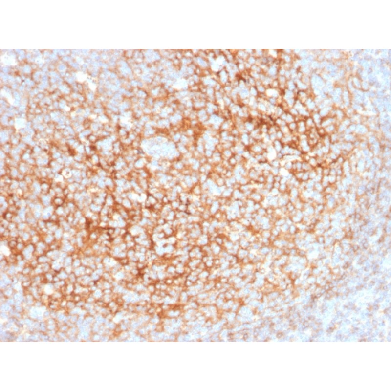 CD73 (Immuno-Oncology Target)(NT5E/2545), CF405S conjugate, 0.1mg/mL