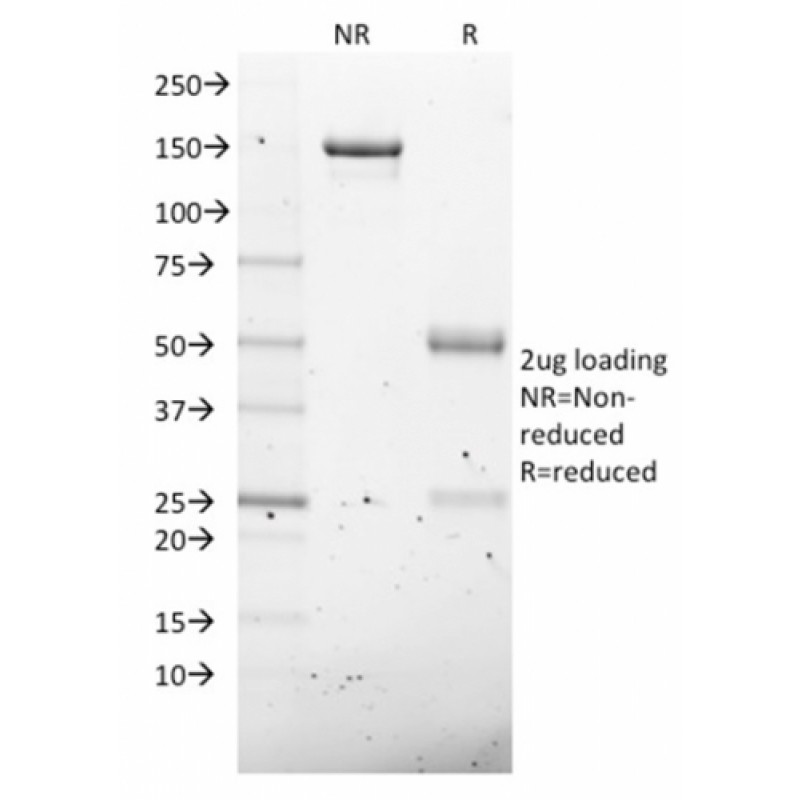 NKX2.8(NKX28/2547), CF405S conjugate, 0.1mg/mL