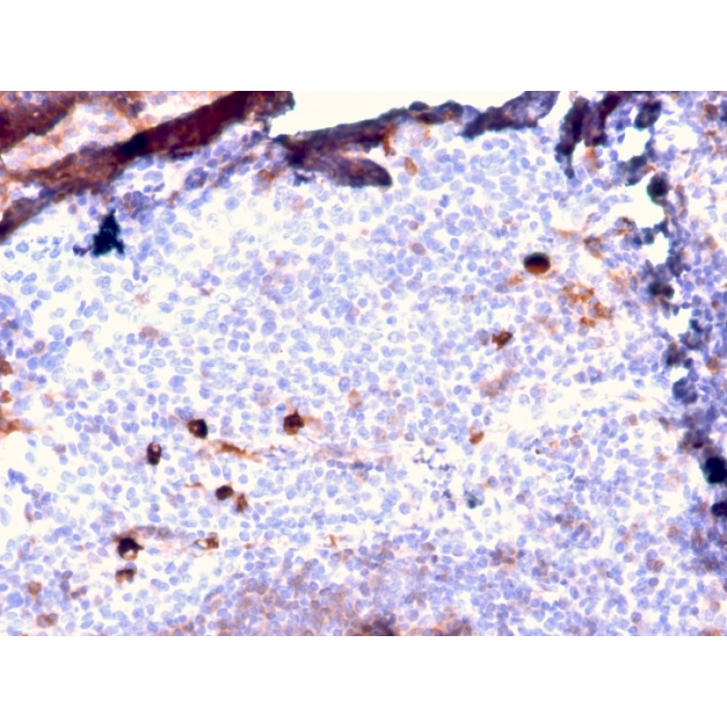 Human IgM (Immunoglobulin Mu Heavy Chain) (B-Cell Marker)(IGHM/2557R), CF405S conjugate, 0.1mg/mL