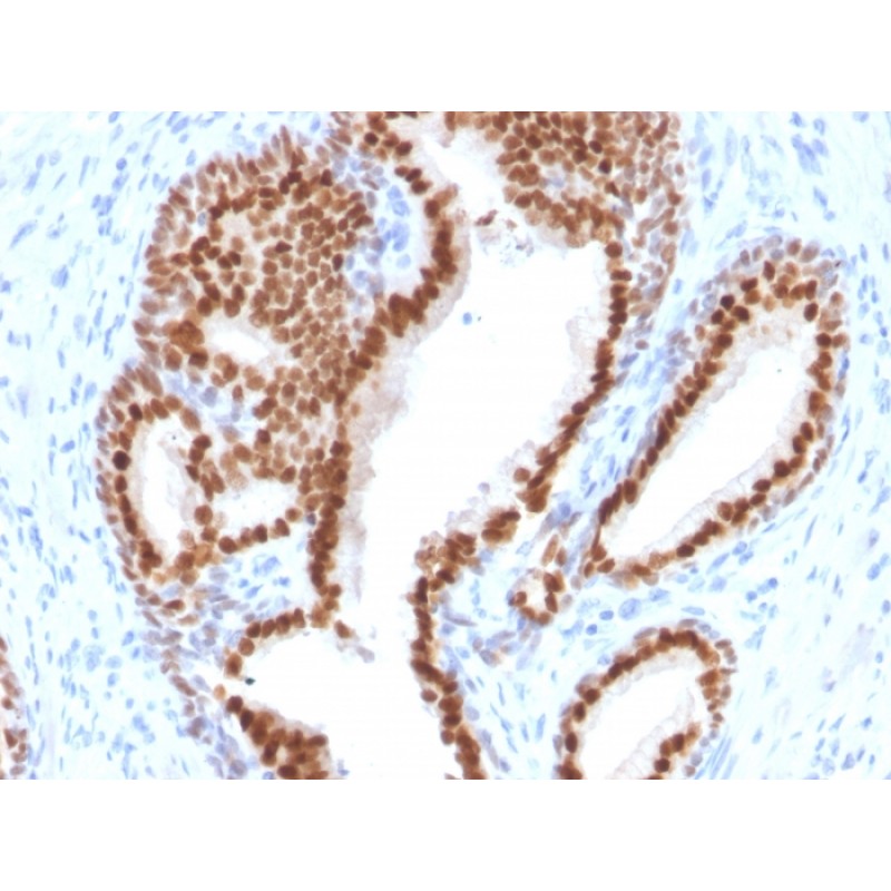 NKX3.1 (Metastatic Prostate Adenocarcinoma Marker)(NKX3.1/2576), CF405S conjugate, 0.1mg/mL