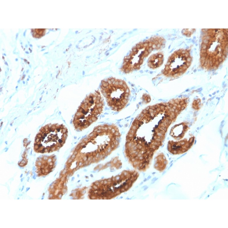 HER-4 / ERBB4(ERBB4/2581), CF405S conjugate, 0.1mg/mL