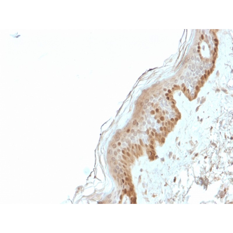 S100A2 / S100 Calcium Binding Protein A2(CPTC-S100A2-2), CF405S conjugate, 0.1mg/mL