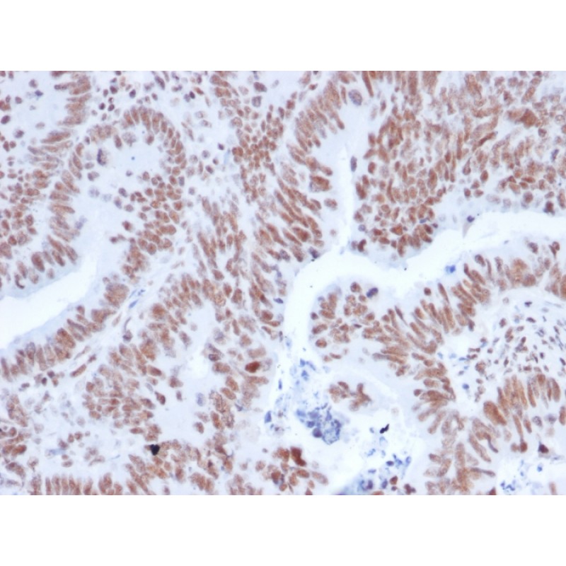 NRF1(NRF1/2608), CF405S conjugate, 0.1mg/mL
