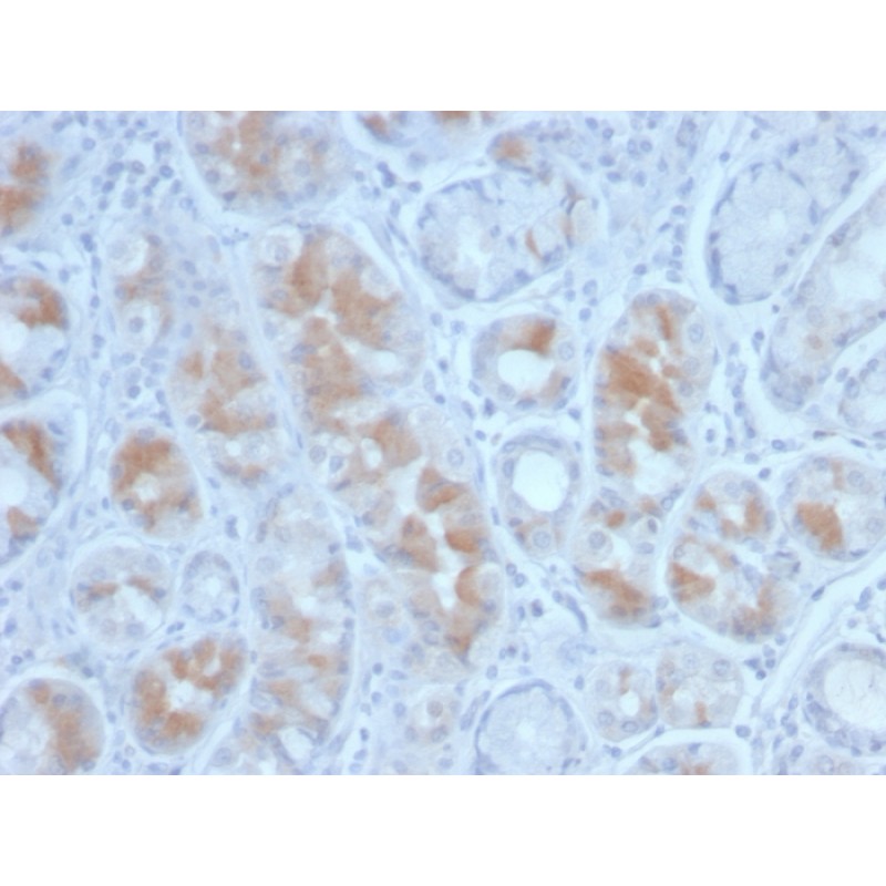 Gastrin(GAST/2634), CF405S conjugate, 0.1mg/mL