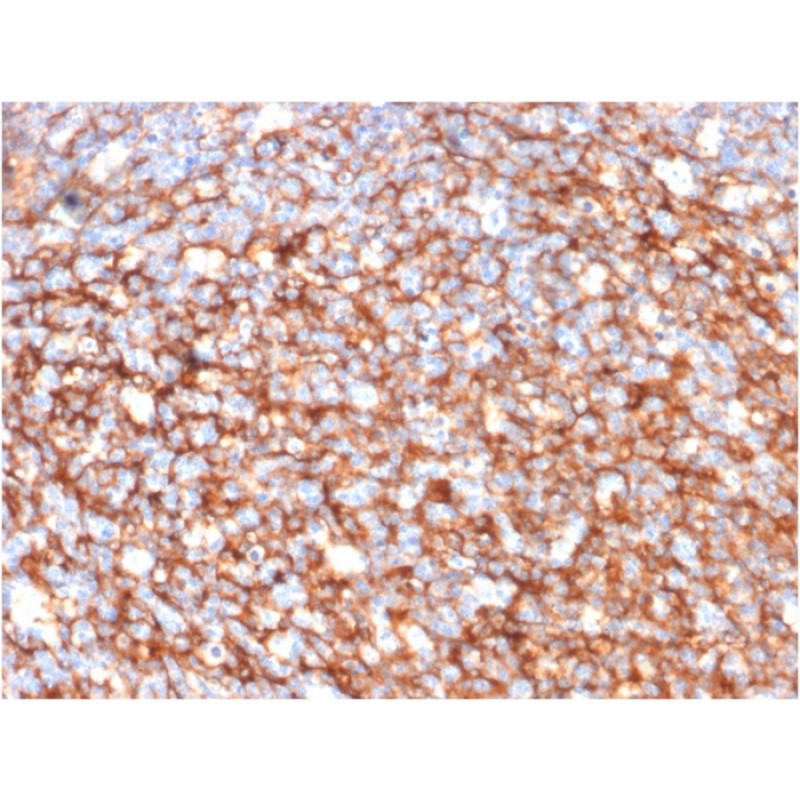 CD73 (Immuno-Oncology Target)(NT5E/2646), CF405S conjugate, 0.1mg/mL
