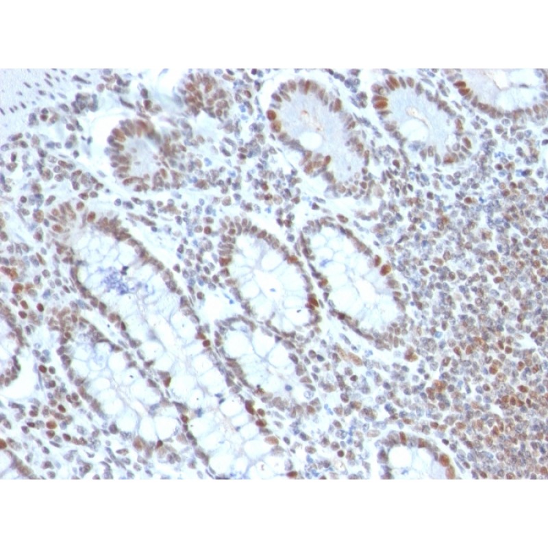 Biotium BNC042690-100, BMI1 (Oncogene and Stem Cell Marker)(BMI1/2690), CF405S conjugate, 0.1mg/mL