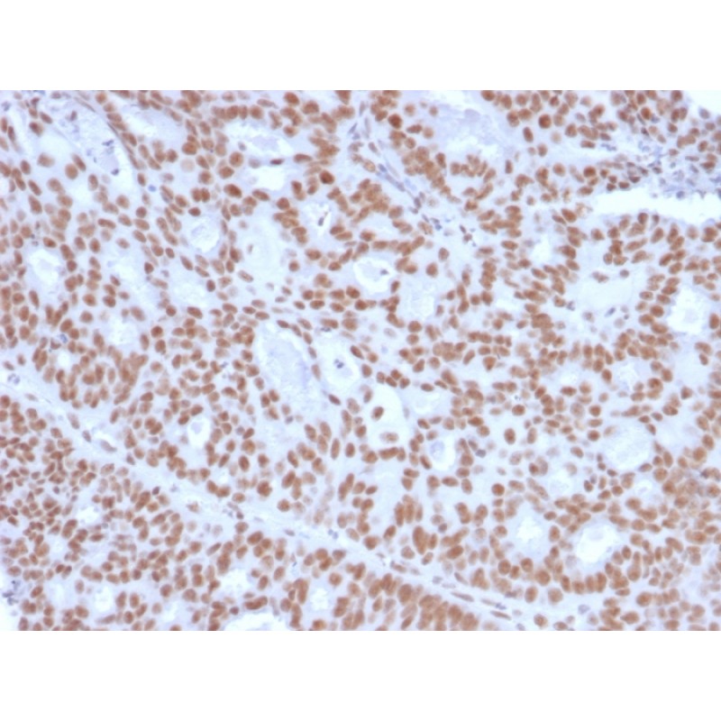 Progesterone Receptor (Marker of Progestin Dependence)(PGR/2694), CF405S conjugate, 0.1mg/mL