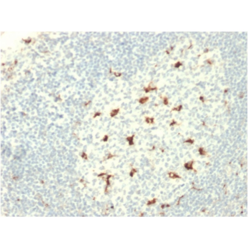 CD68 (Macrophage Marker)(C68/2709), CF405S conjugate, 0.1mg/mL