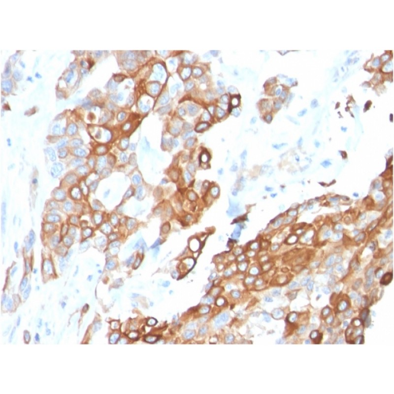 Heregulin-1 / Neuregulin-1 (Breast and Urothelial Marker)(NRG1/2710), CF405S conjugate, 0.1mg/mL