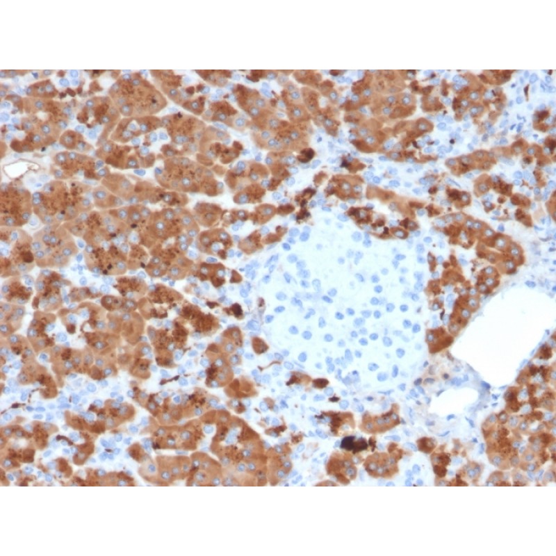 Biotium BNC042712-100, Carboxypeptidase A1 / CPA1 (Pancreatic Cancer Marker)(CPA1/2712), CF405S conjugate, 0.1mg/mL