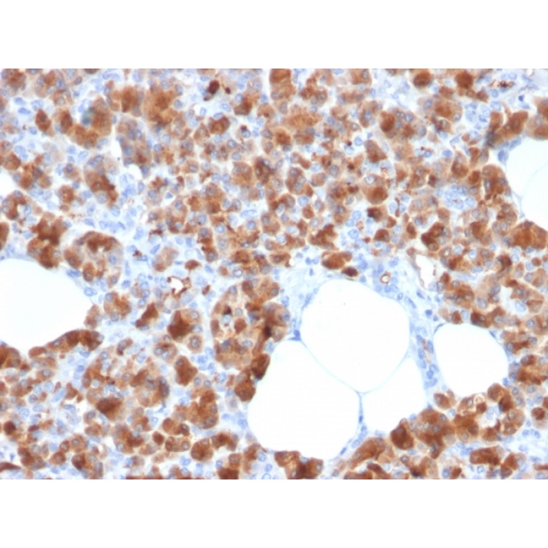 Biotium BNC042713-100, Carboxypeptidase A1 / CPA1 (Pancreatic Cancer Marker)(CPA1/2713), CF405S conjugate, 0.1mg/mL