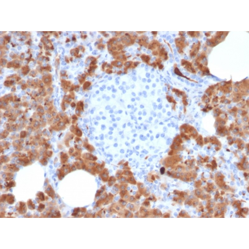 Biotium BNC042714-100, Carboxypeptidase A1 / CPA1 (Pancreatic Cancer Marker)(CPA1/2714), CF405S conjugate, 0.1mg/mL
