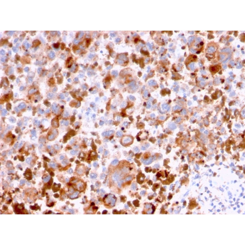 CD63 (Late Endosomes Marker)(LAMP3/2788), CF405S conjugate, 0.1mg/mL
