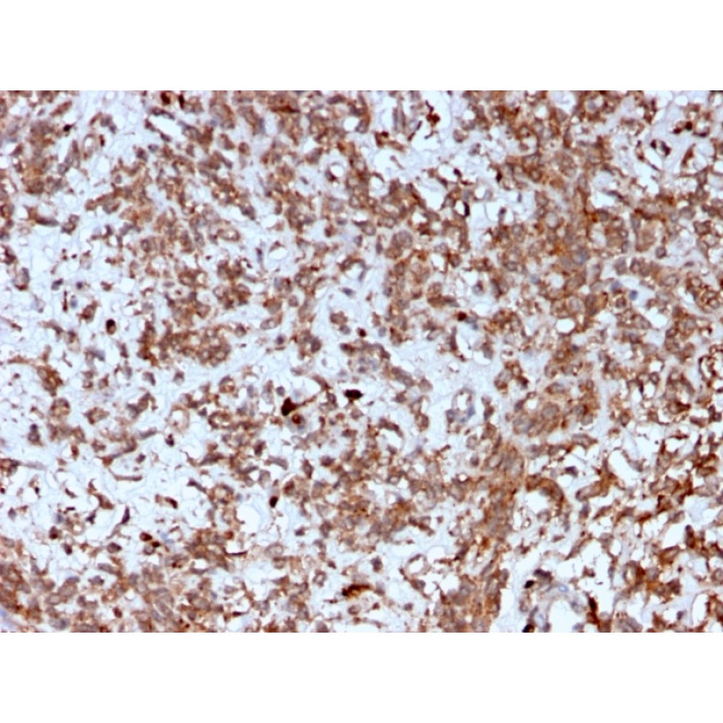 Biotium BNC042792-100, Cathepsin K (Marker of Tumor Invasiveness)(CTSK/2792), CF405S conjugate, 0.1mg/mL