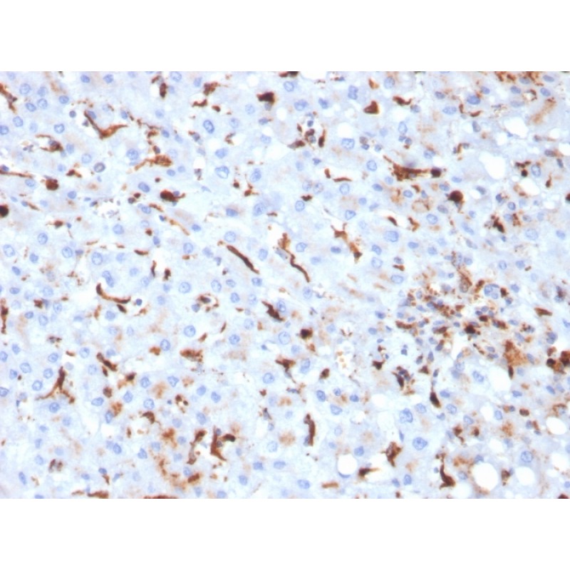 Biotium BNC042793-100, Cathepsin K (Marker of Tumor Invasiveness)(CTSK/2793), CF405S conjugate, 0.1mg/mL