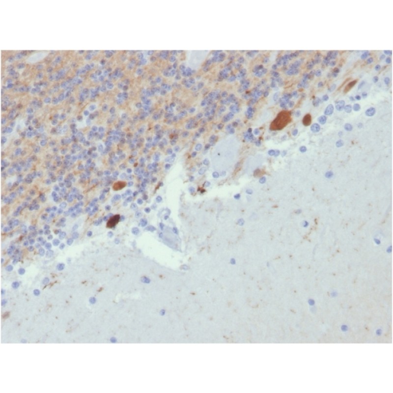 Biotium BNC042807-100, Calretinin / Calbindin 2 (Mesothelioma Marker)(CALB2/2807), CF405S conjugate, 0.1mg/mL