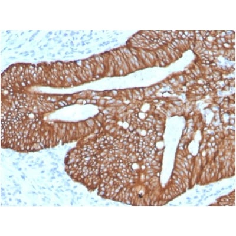 Cytokeratin 18 (KRT18) (KRT18/2819R), CF405S conjugate, 0.1mg/mL