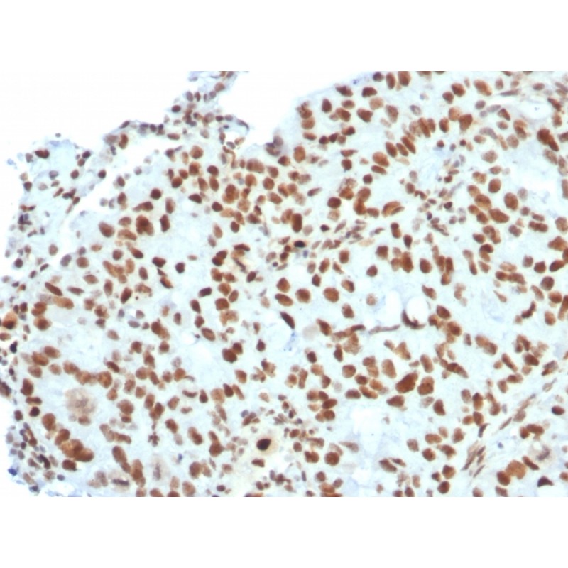Biotium BNC042823-100, BMI1 (Oncogene and Stem Cell Marker)(BMI1/2823), CF405S conjugate, 0.1mg/mL