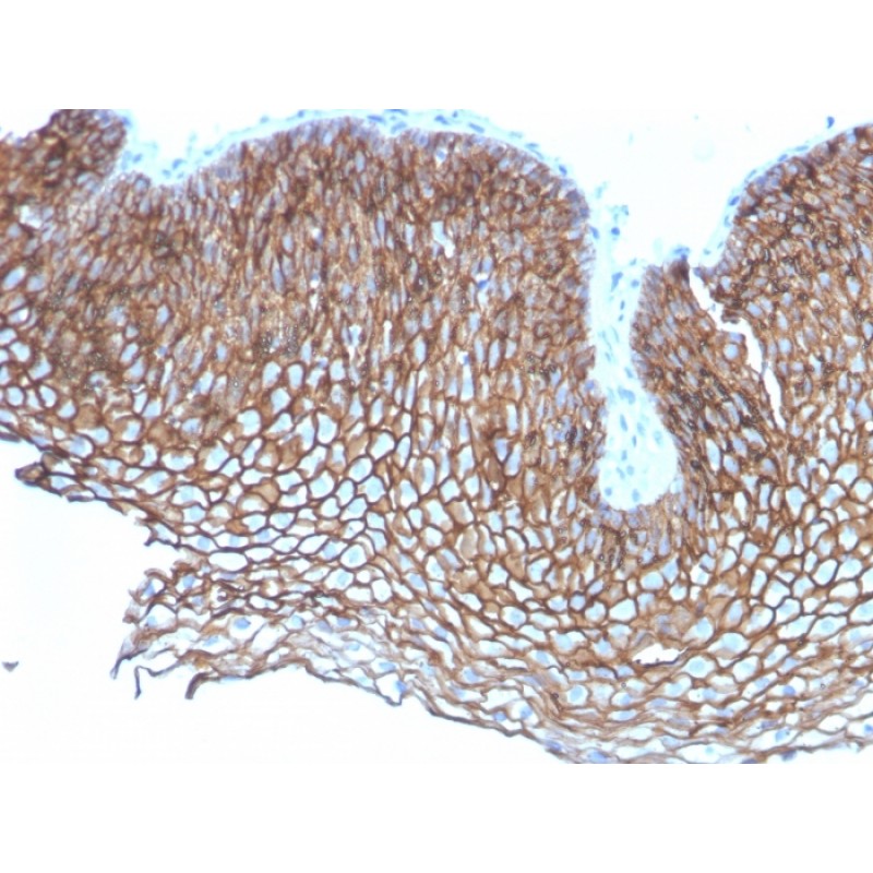 Desmoglein-3 (Squamous Cell Marker)(DSG3/2837), CF405S conjugate, 0.1mg/mL