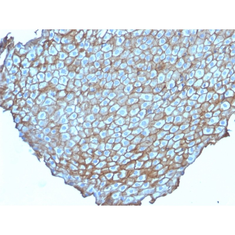 Desmoglein-3 (Squamous Cell Marker)(DSG3/2838), CF405S conjugate, 0.1mg/mL