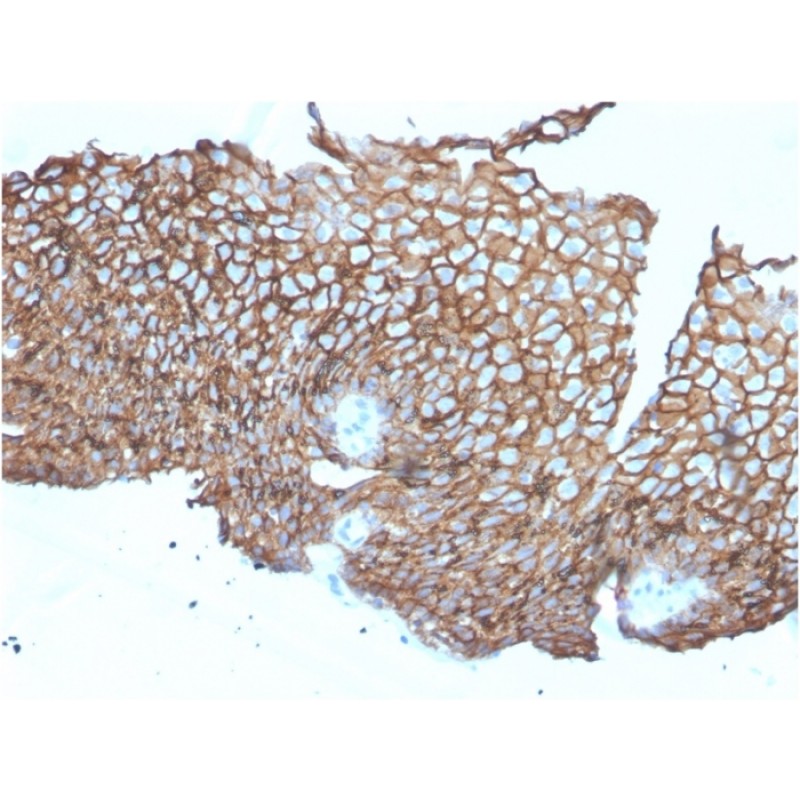 Desmoglein-3 (Squamous Cell Marker)(DSG3/2840), CF405S conjugate, 0.1mg/mL
