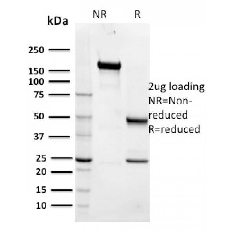 Maltose Binding Protein / MBP-probe(R29.6), CF405S conjugate, 0.1mg/mL