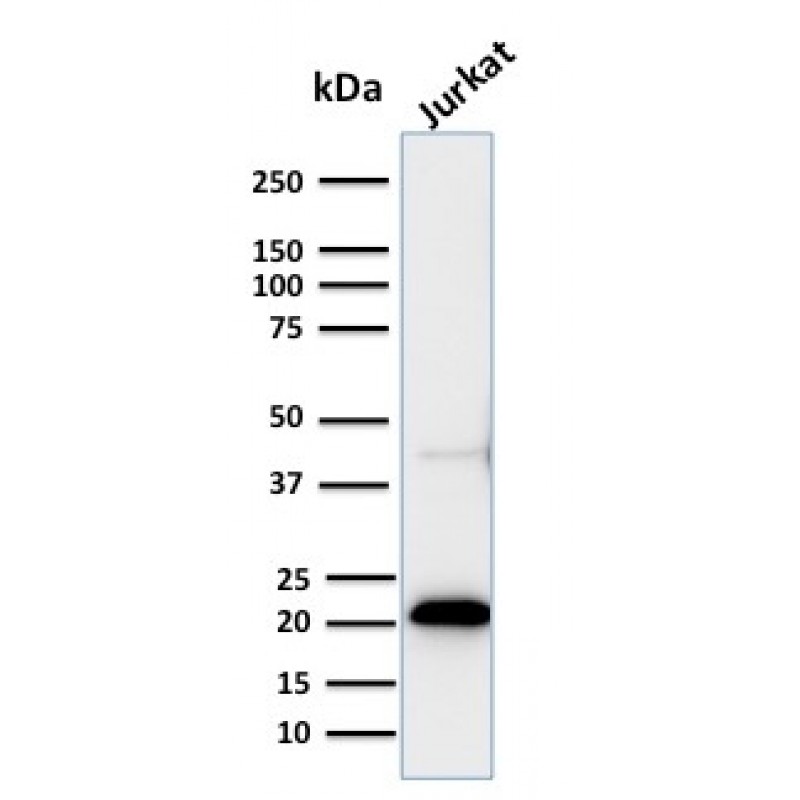 Biotium BNC042858-100, CD3e (T-Cell Marker)(C3e/2858R), CF405S conjugate, 0.1mg/mL