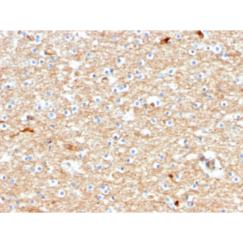 Drebrin 1 (DBN1)(DBN1/2880), CF405S conjugate, 0.1mg/mL