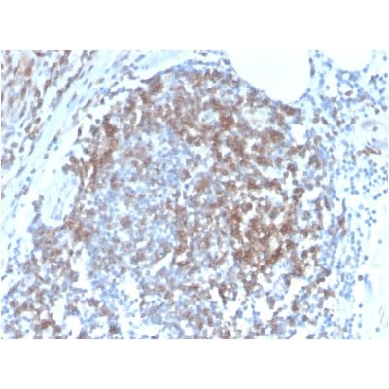 CD6 (Negative Marker of T-regulatory Cells) (C6/2884R), CF405S conjugate, 0.1mg/mL
