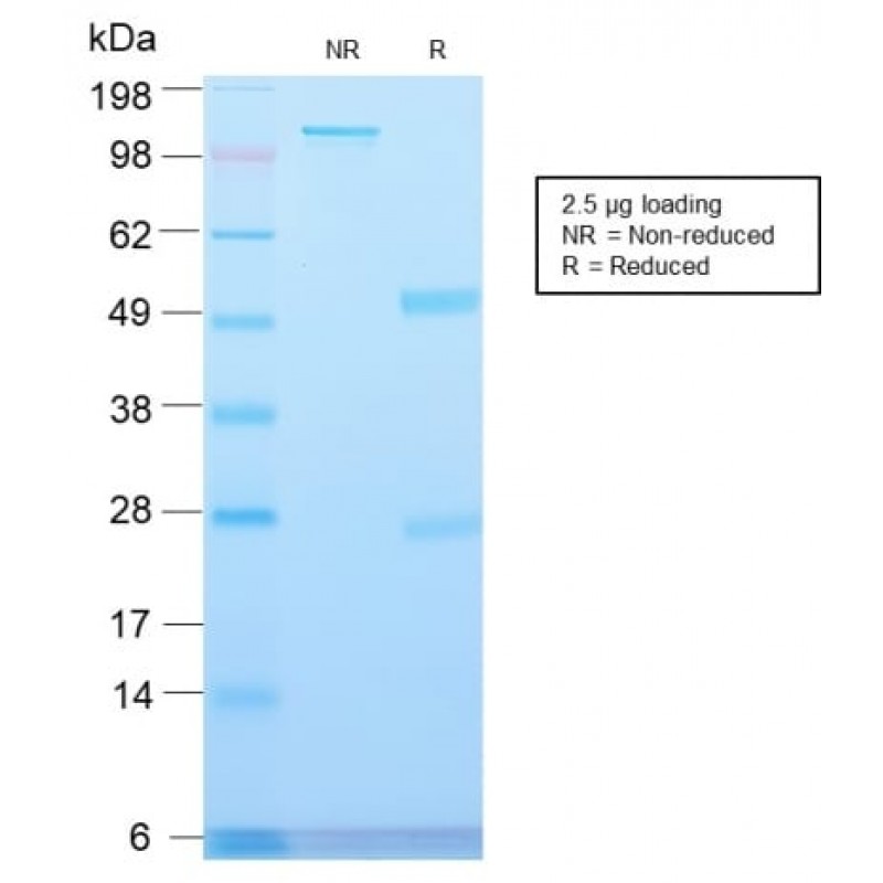 Major Vault Protein (MVP) (VP2897R), CF405S conjugate, 0.1mg/mL
