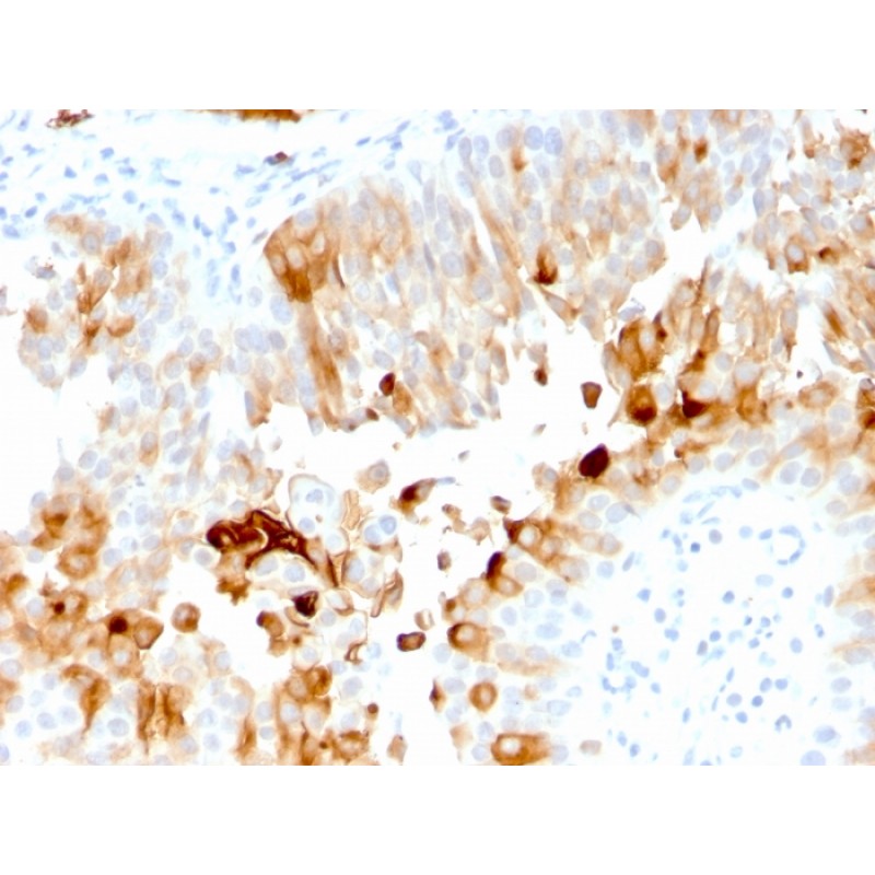 Uroplakin 1A (Urothelial Differentiation Marker)(UPK1A/2921), CF405S conjugate, 0.1mg/mL