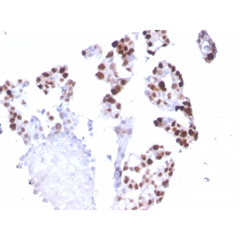 RNA Polymerase II(CTD4H8), CF405S conjugate, 0.1mg/mL