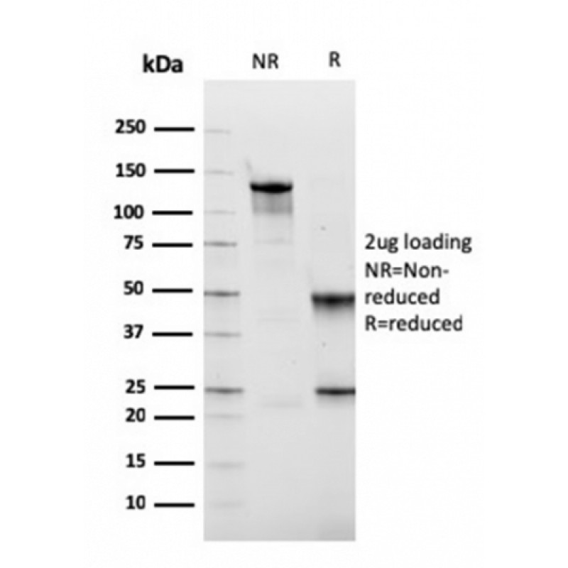 Fibronectin(FN1/2949), CF405S conjugate, 0.1mg/mL