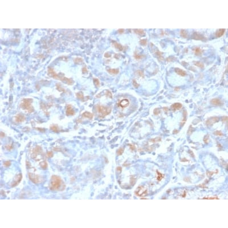 pS2 / pNR-2 / TFF1 (Estrogen-Regulated Protein) (TFF1/2969R), CF405S conjugate, 0.1mg/mL