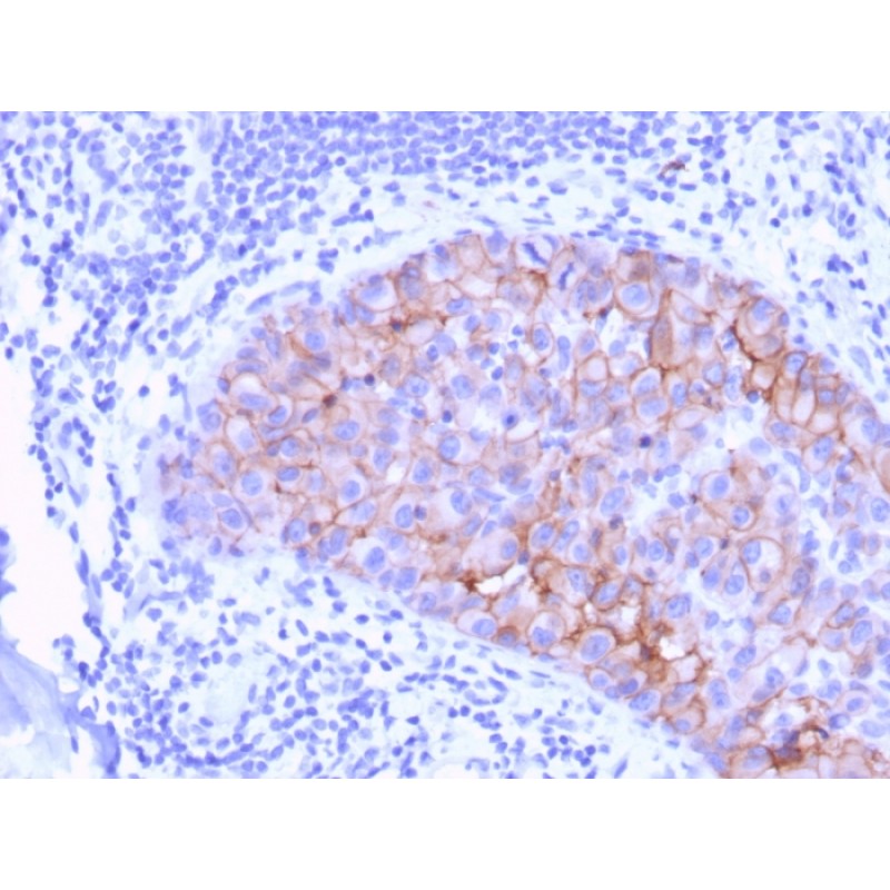 HER-2 / c-erbB-2 / neu / CD340(ERBB2/3078), CF405S conjugate, 0.1mg/mL