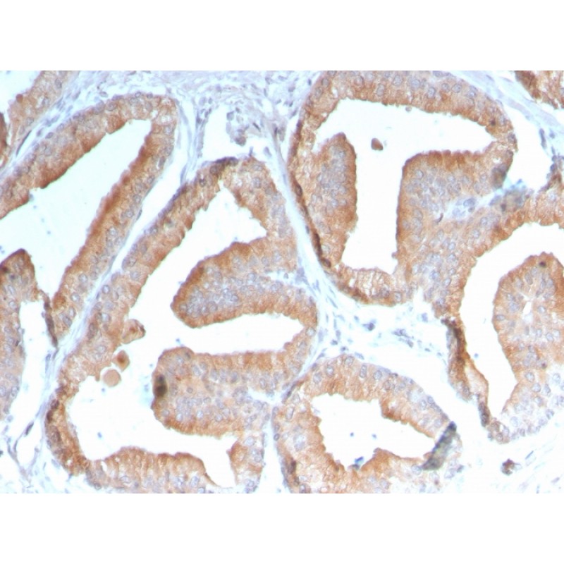 ICOS-L / ICOS Ligand / B7RP-1 (Immuno-Oncology Target)(ICOSL/3111), CF405S conjugate, 0.1mg/mL