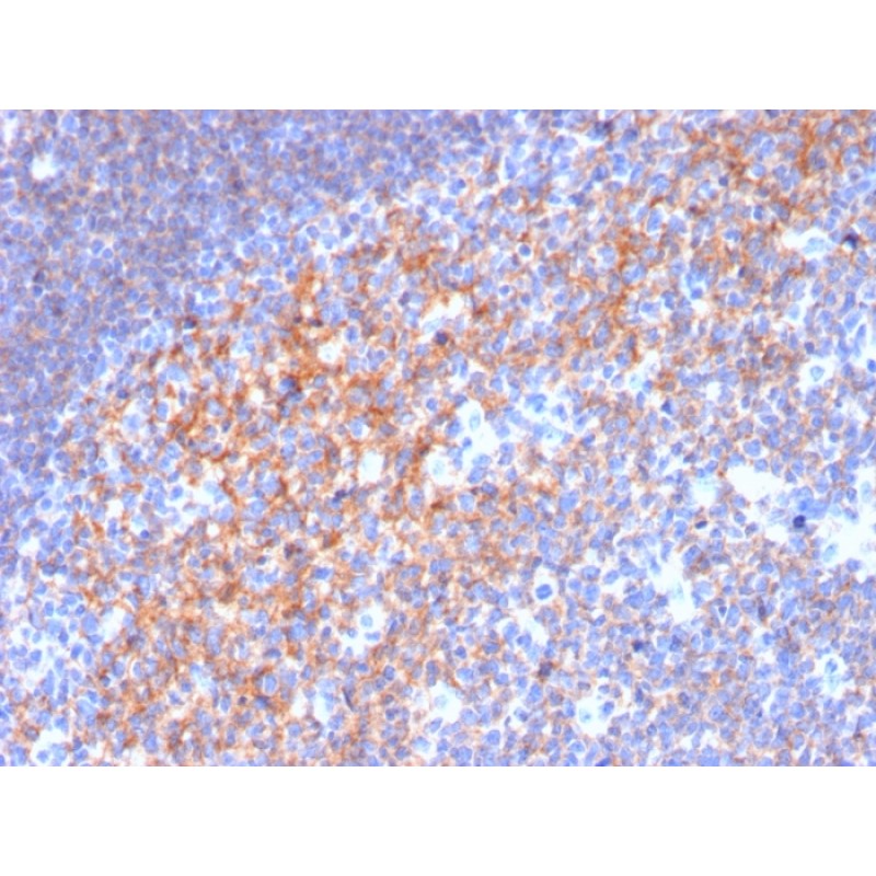 Biotium BNC043116-500, CD19 (B-Lymphocyte Marker)(CD19/3116), CF405S conjugate, 0.1mg/mL