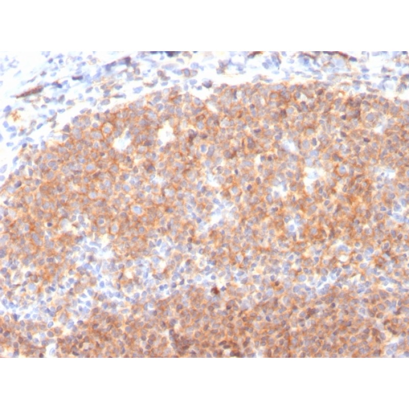 Biotium BNC043117-100, CD19 (B-Lymphocyte Marker)(CD19/3117), CF405S conjugate, 0.1mg/mL