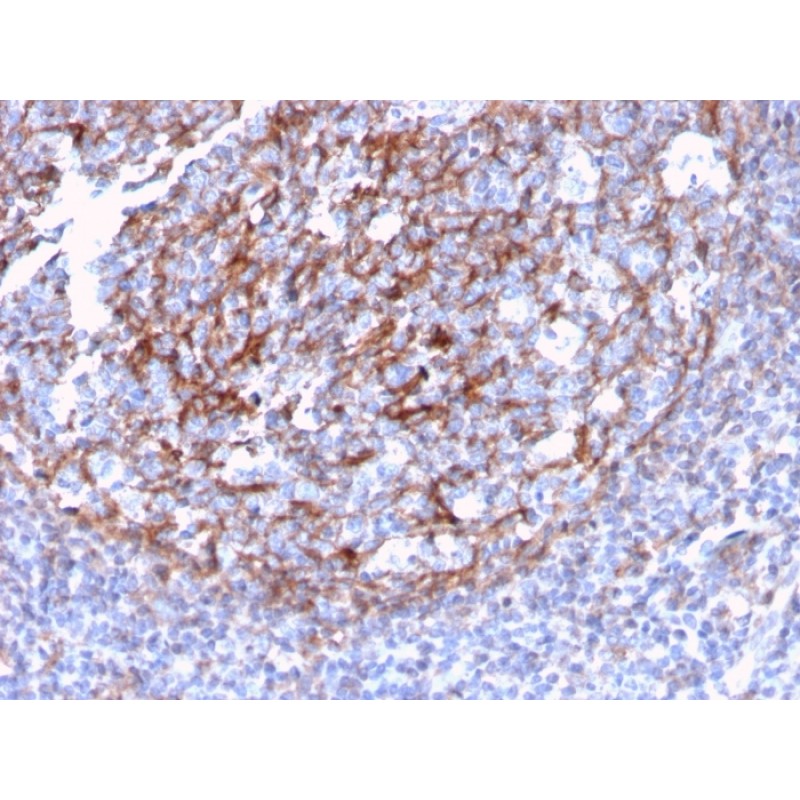 Biotium BNC043124-500, CD21 (Mature B-Cell & Follicular Dendritic Cell Marker)(CR2/3124R), CF405S conjugate, 0.1mg/mL