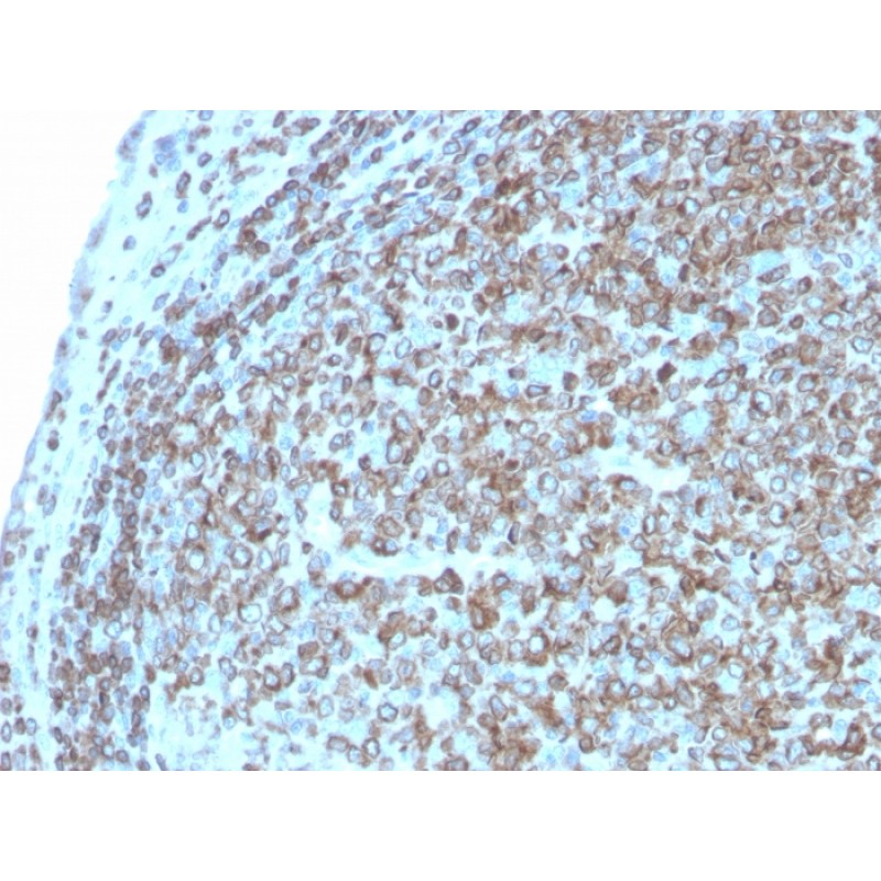 CD74 (B-Cell Marker)(CLIP/3127R), CF405S conjugate, 0.1mg/mL