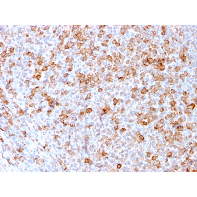Biotium BNC043171-100, CD3e (T-Cell Marker)(C3e/3171R), CF405S conjugate, 0.1mg/mL