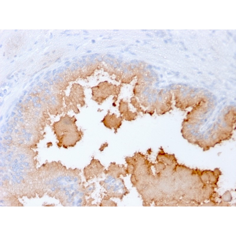 Biotium BNC043175-500, AMACR / p504S (Prostate Cancer Marker)(rAMACR/1864), CF405S conjugate, 0.1mg/mL